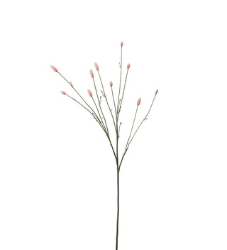 Pimpinell Rosa