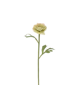 Ranuncel